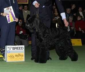 Galilee's Adeste Fidelis | Giant Schnauzer 