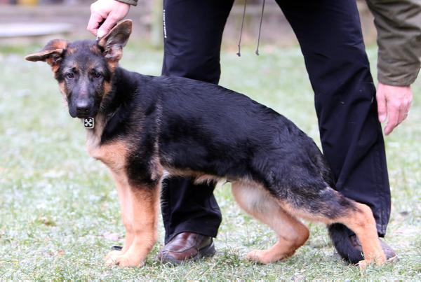 Orpheus Daxis | German Shepherd Dog 