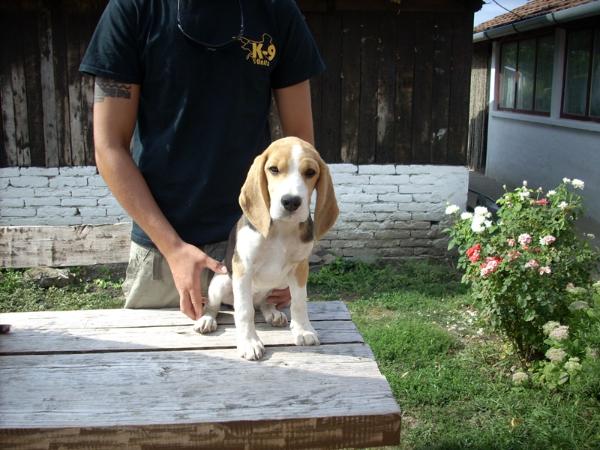 Ultrakopó Nancy | Beagle 