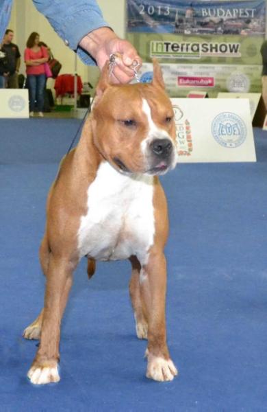 Tatar Lamas Wild Prapodnich of Drencia | American Staffordshire Terrier 