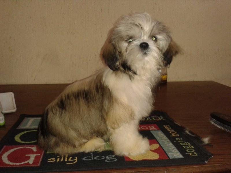 Gohan de la Cueva | Shih Tzu 