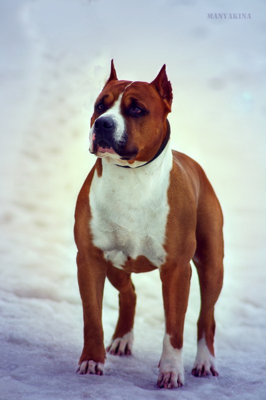 Fluck one | American Staffordshire Terrier 