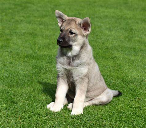 Norwegian Elkhound