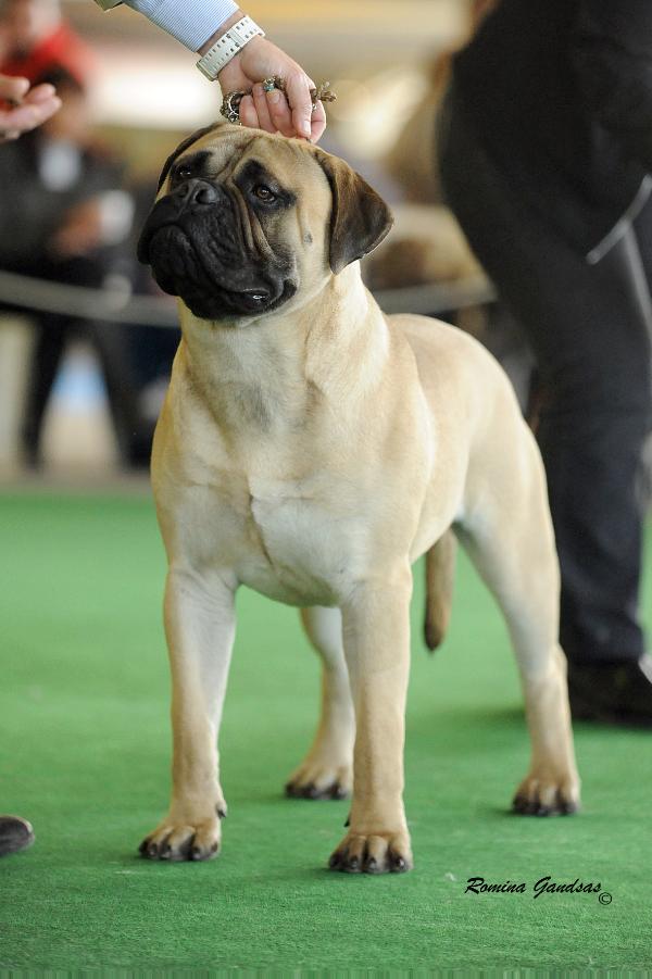 ABOUJARIA GUAPO | Bullmastiff 