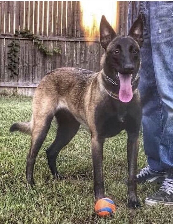 Twinpath Nala | Dutch Shepherd 