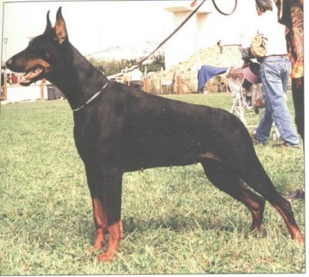 Zaffir del Littorio | Black Doberman Pinscher