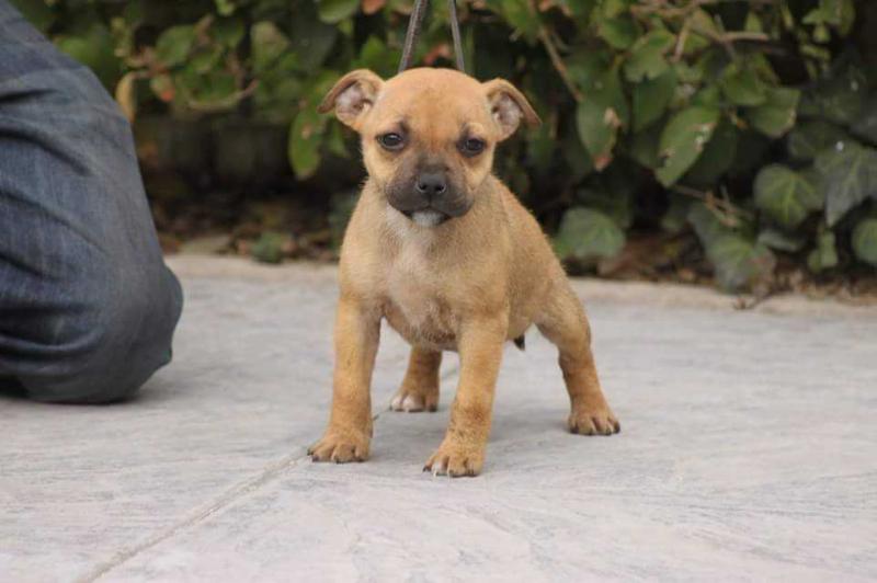 Earthquake Staff's Lucky Lady | Staffordshire Bull Terrier 