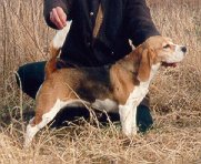 DEGNEVANGEN CHANEL | Beagle 