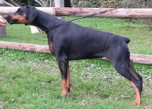 Keyalas Wot Helsinki | Black Doberman Pinscher