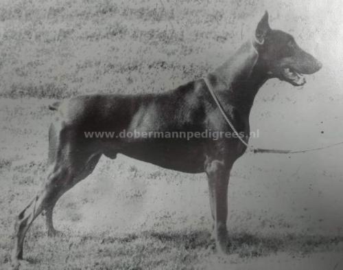 Rosecroft by the way to bilsam | Brown Doberman Pinscher