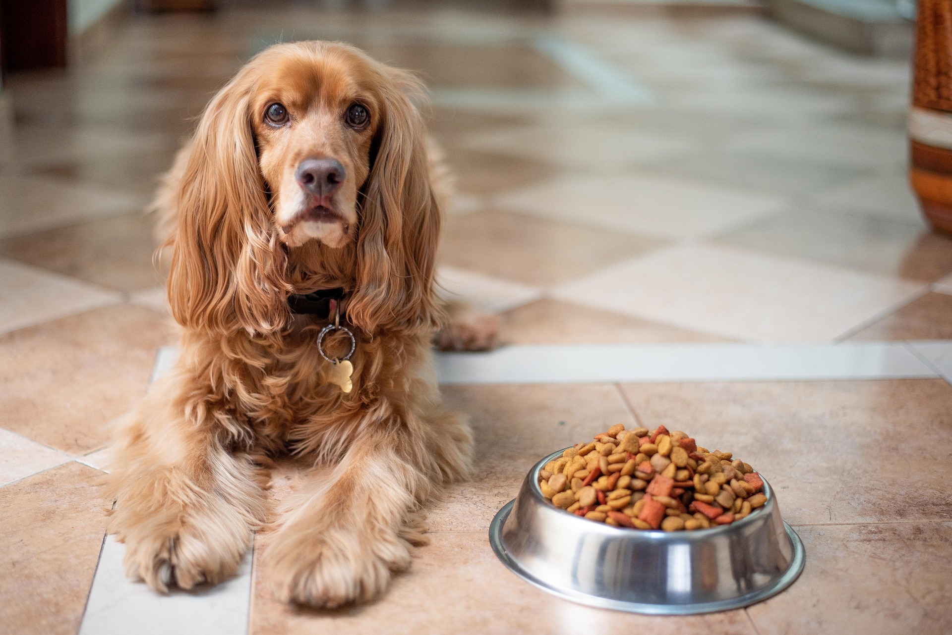 Pet Nutrition: A Guide to Keeping Your Furry Friend Healthy and Happy