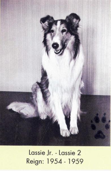 Lassie (Jr.) II | Rough Collie 