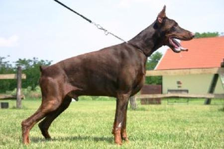 Phelwanapedro del Citone | Brown Doberman Pinscher