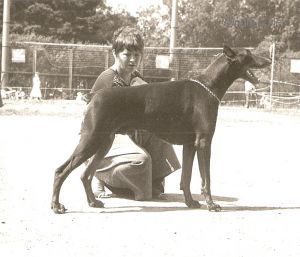 Fill Agbet | Brown Doberman Pinscher