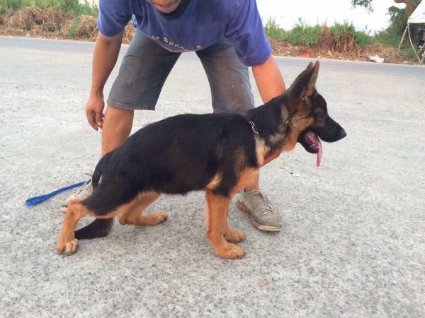 Lara vom Haus Athena | German Shepherd Dog 