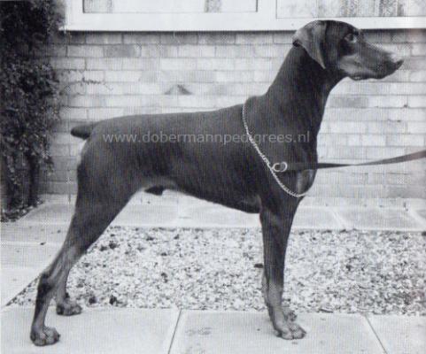 Andalucia's Tzar Emperor of Tottenham | Brown Doberman Pinscher