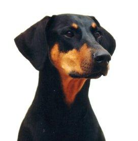 Andalucia's Song Bird at Keyala | Black Doberman Pinscher