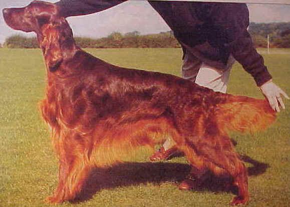 Caspians The Music Man of Danaway | Irish Setter 