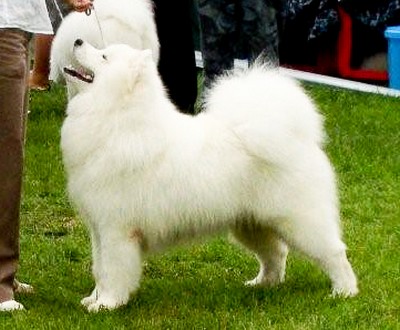 Belolakay Businka | Samoyed 