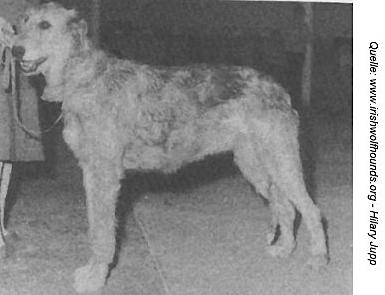 Driella of Eaglescrag | Irish Wolfhound 
