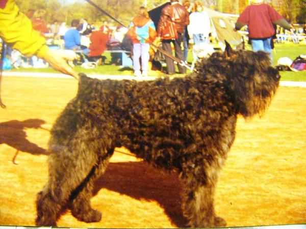 Yapo Ken v.d. Overstort | Bouvier des Flandres 