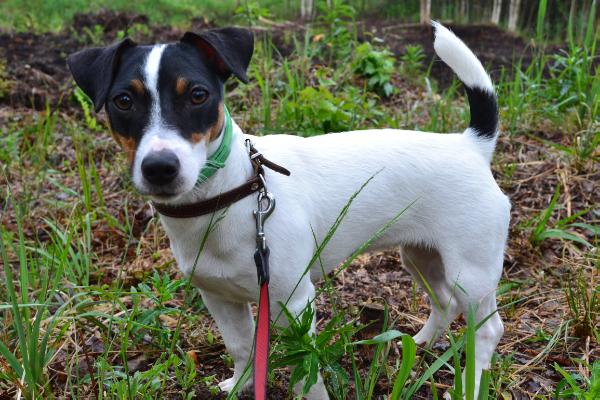 Kindred Soul Vikki Hot Red | Jack Russell Terrier 