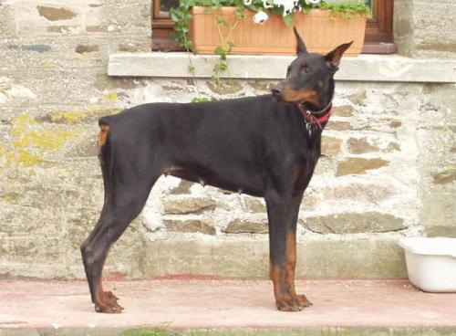 V'Tasha de Rouge Sang | Black Doberman Pinscher