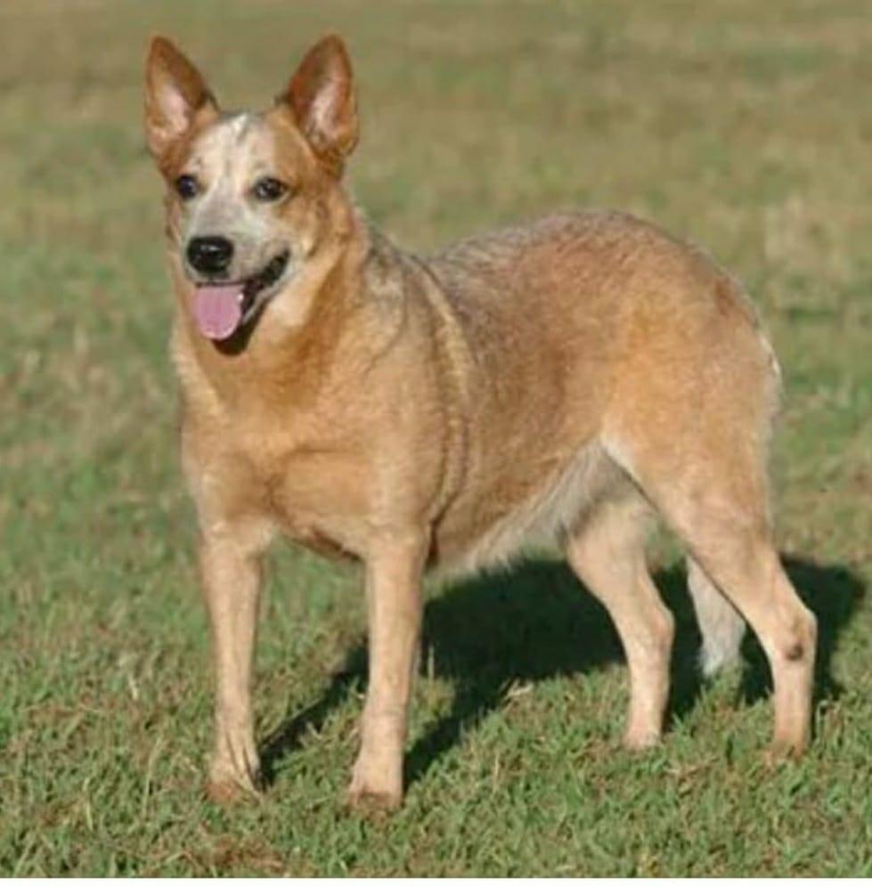 Georgia do Tembe | Australian Cattle Dog 