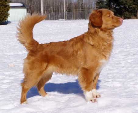 Redmound's Gorgeous Gem | Nova Scotia Duck Tolling Retriever 