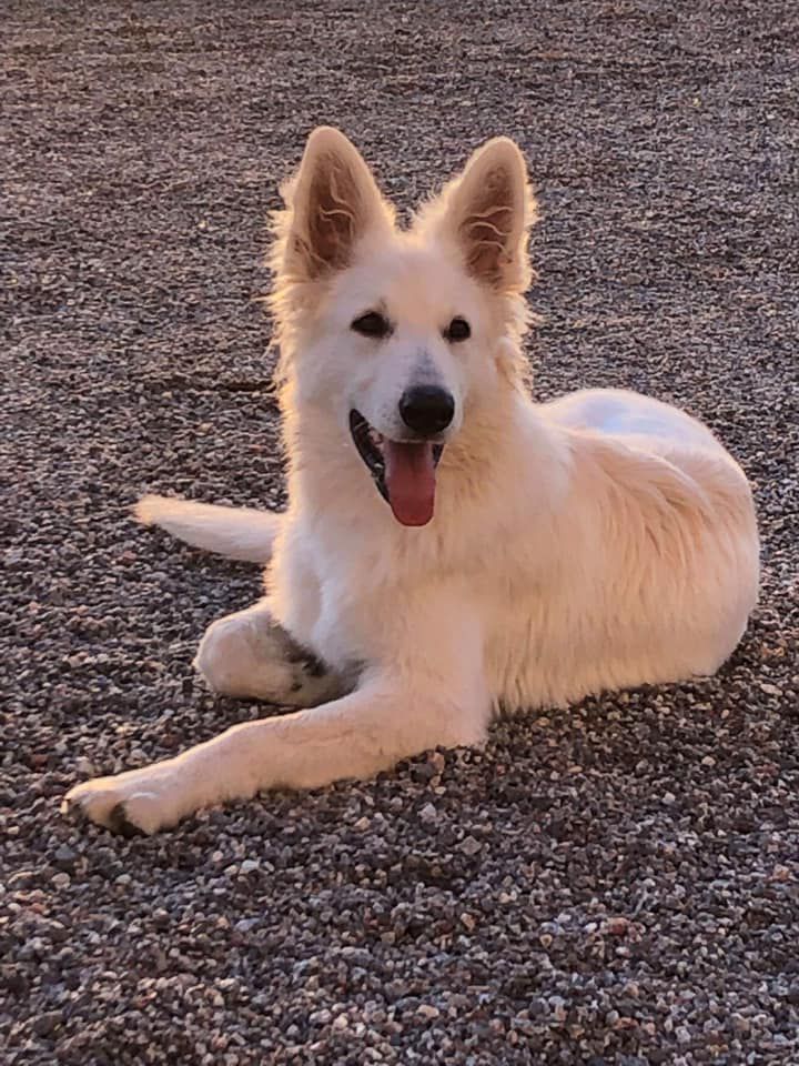 Fnugg av White Arctic Mist | White Swiss Shepherd Dog 