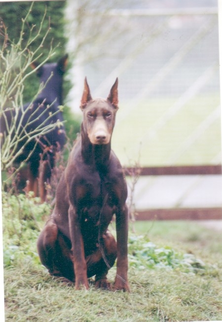 Thelma de Rouge Sang | Brown Doberman Pinscher
