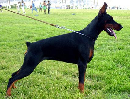 Hophelia dei Due Intenti | Black Doberman Pinscher