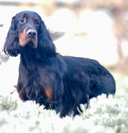 Kekerosberg | Gordon Setter 