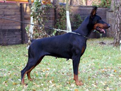 Atenais-Avrora v. Anberi | Black Doberman Pinscher