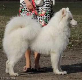 Medvezhya Staya Admiranda Zhelannaya | Samoyed 