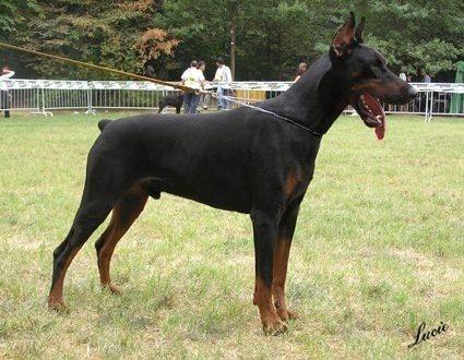 Centurios v. Saaletal | Black Doberman Pinscher