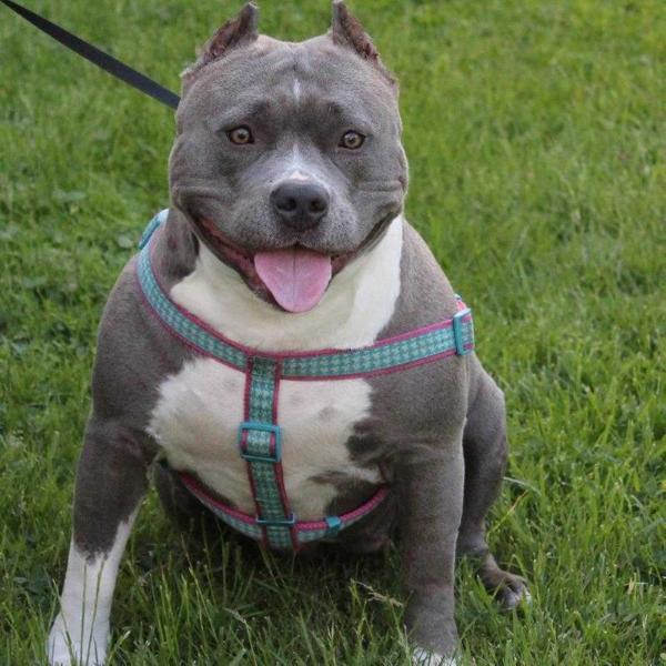 Hardiman's Miss Milli | American Pit Bull Terrier 