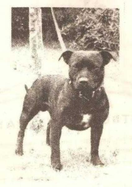 Daleflat Defiant of Kerrisdale | Staffordshire Bull Terrier 