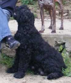 AFRODITA | Black Russian Terrier 