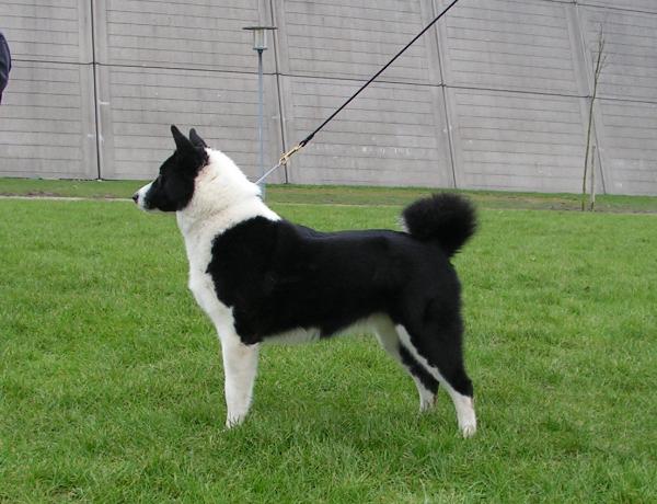 Hunting Beardog Prinsesse Bandie | Karelian Bear Dog 