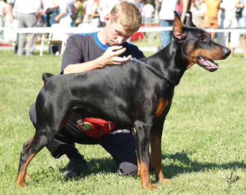 Bredli Bo Marsel | Black Doberman Pinscher