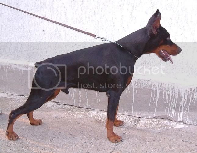 Nando v. Cobra | Black Doberman Pinscher