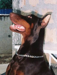 Princess Pia v. Cobra | Brown Doberman Pinscher