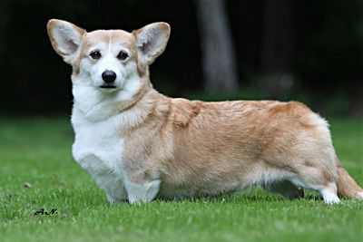 Koska Of Pennies From Heaven | Pembroke Welsh Corgi 