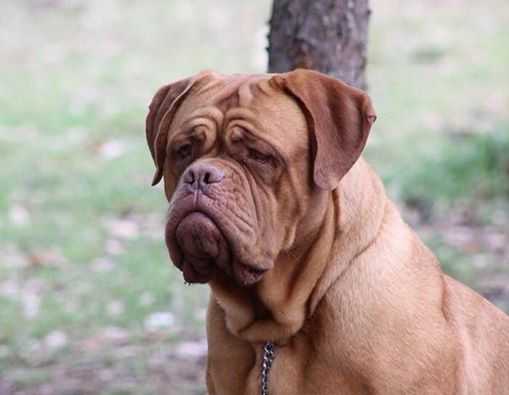 AMY WINEHOUSE MIRMIDONES | Dogue de Bordeaux 