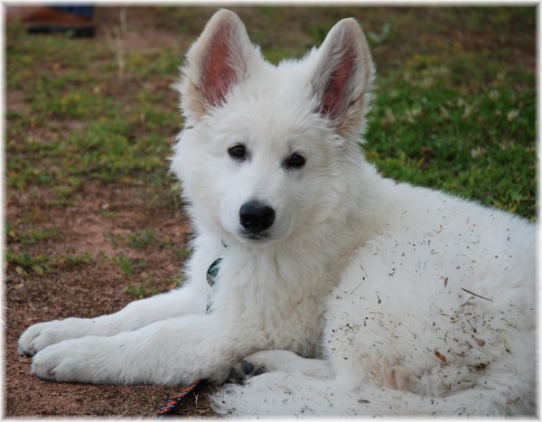 Isaac von Coverna | White Swiss Shepherd Dog 