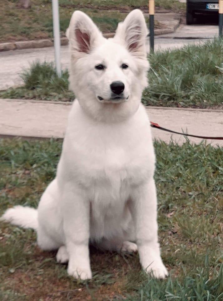 Baggy Biale Zauroczenie | White Swiss Shepherd Dog 