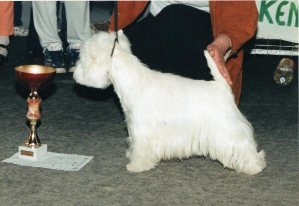 Flying Von Der Dianaburg | West Highland White Terrier 