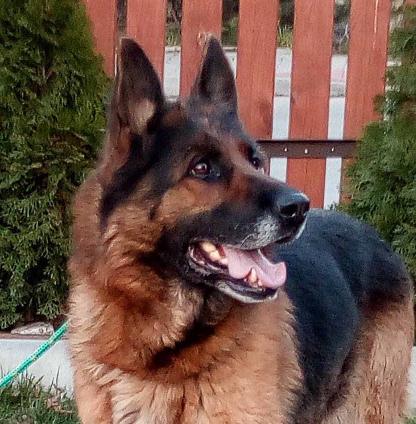 DIANA Wilczy Szaniec | German Shepherd Dog 