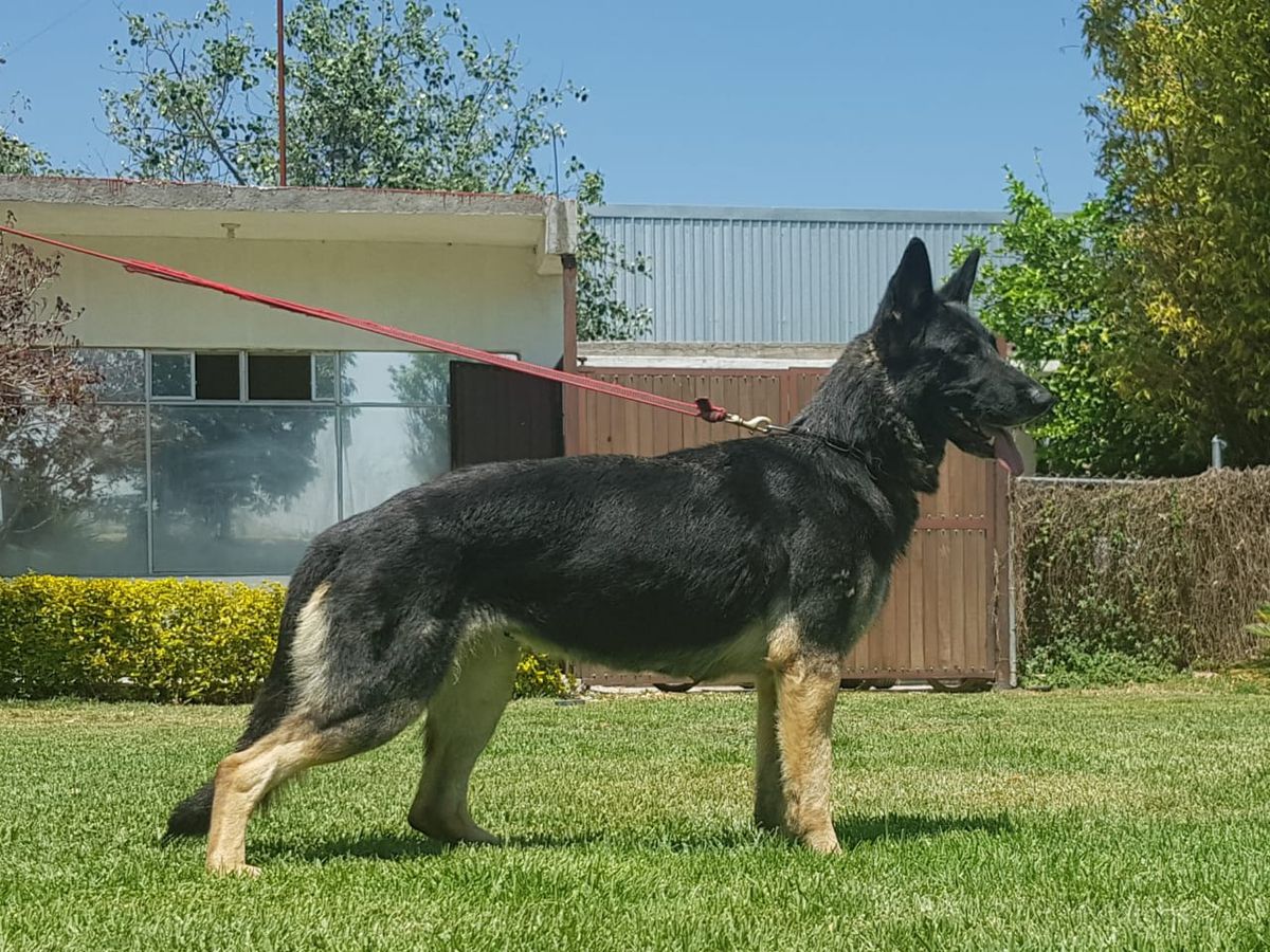 Luca (Ugalde) MEX FCI | German Shepherd Dog 